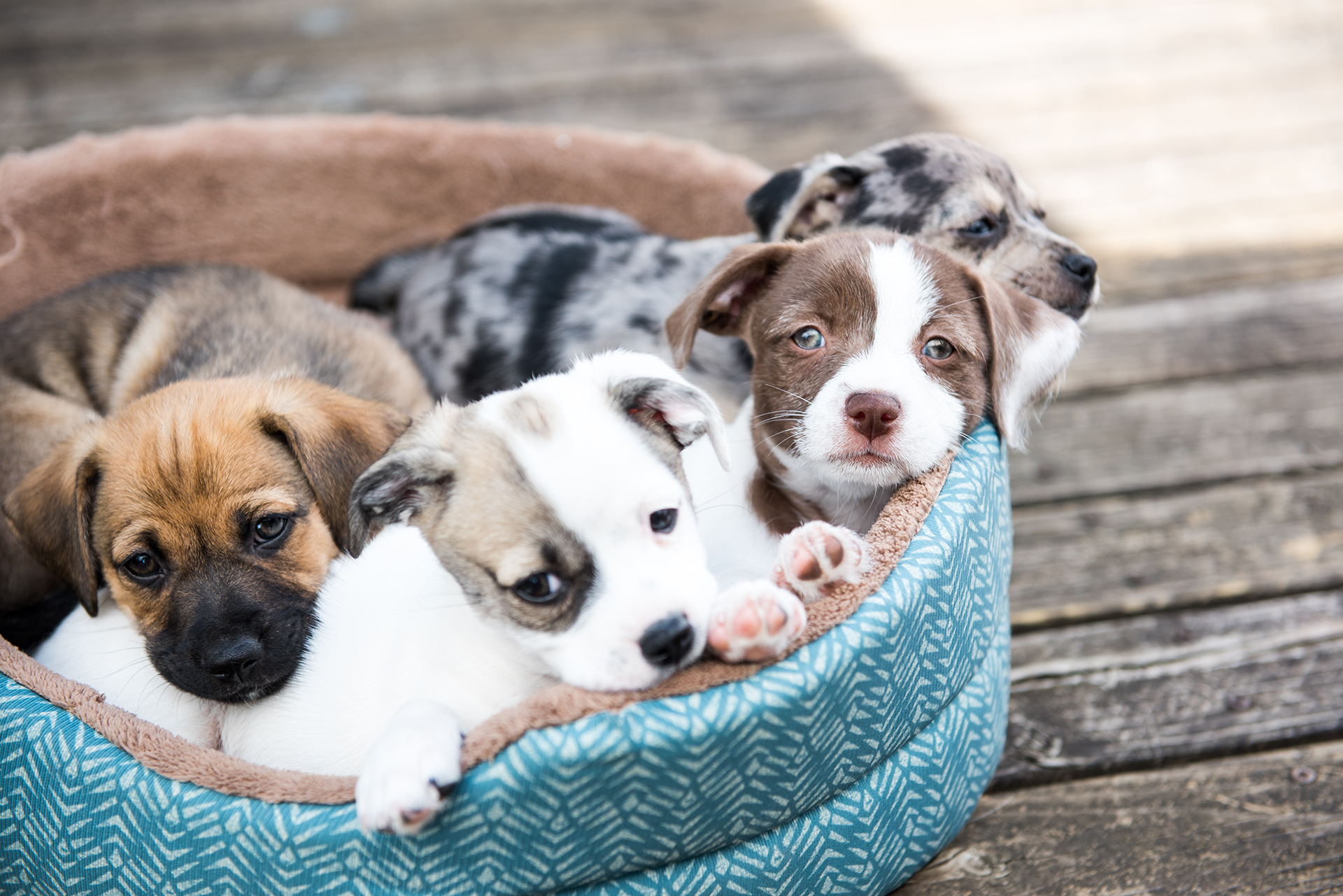 Veterinarian in Maynard, MA
